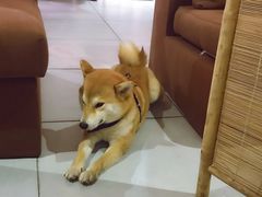-柴务处·柴犬主题狗咖