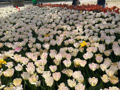 -洛阳郁金香牡丹园