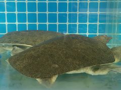 -品鲜村农家菜·阳澄湖大闸蟹(总店)