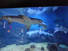 -烟台海昌鲸鲨海洋公园
