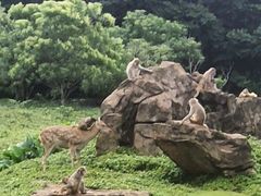 -海南热带野生动植物园