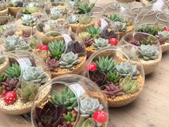 -龙大花卉苗木市场