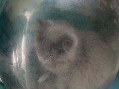 -乖乖宠物医院·猫科·急重症中心(车站北路分院)