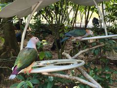 -新加坡飞禽公园