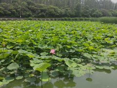 -前关湿地公园