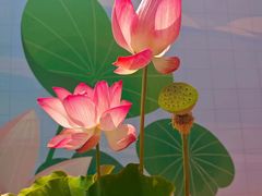 -莲花池公园