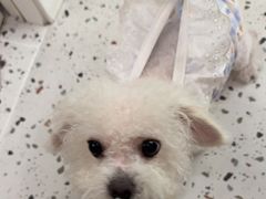 -瑞派康怡24h宠物医院·犬猫医疗中心·微创绝育(瑞景分院)