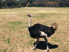 -威勒比开放式动物园