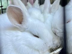 -双季花艺园艺市场(浦东店)