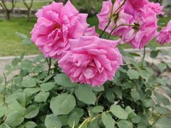 -鹅湖玫瑰文化园