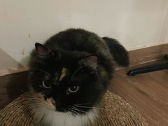 -楼上猫咖(罗湖店)