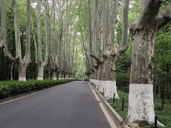 -灵谷景区