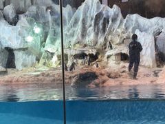 -帝企鹅自助餐厅•儿童岛•真企鹅(长隆企鹅酒店)