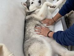 -星多哈·狗咖·拼豆·咖啡
