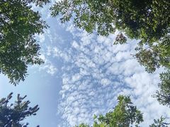 -小麦岛公园
