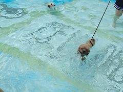 -汪说喵讲宠物乐园宠物酒店(红星美凯龙店)