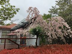 -高东镇樱花园