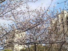 -高东镇樱花园