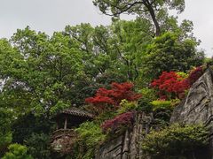 -南山植物园