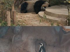 -成都动物园