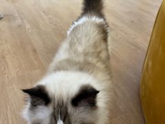 -1013 PET SHOP精品宠物商店(丁香店)