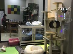 -东方名猫馆·英短金渐层布偶猫舍(环线广场1号楼店)