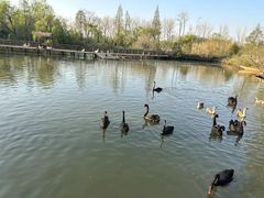 -溱湖国家湿地公园