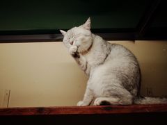 -猫咪博物馆(顶澳仔猫街店)