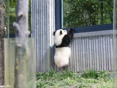 -都江堰中华大熊猫苑