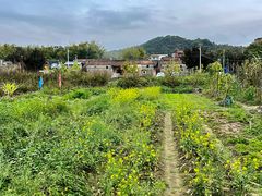 -丰依竹食·老牌竹筒饭