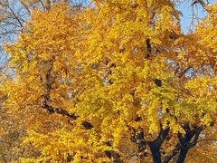 -千年银杏谷文化旅游区