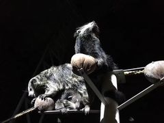 -清迈夜间动物园