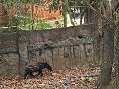 -清迈夜间动物园