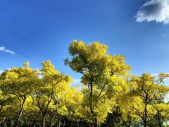 -永定河休闲森林公园