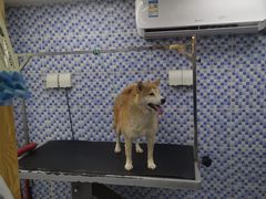 -宠颐生宠物医院·心肾内科·猫专科诊疗中心宠巢店