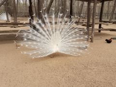 -秦皇岛野生动物园