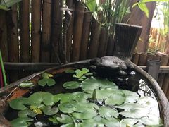 -Jungle Kitchen