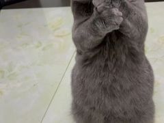 -猫狗日记·自助洗护·宠物寄养·售卖