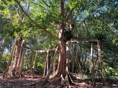 -中国科学院西双版纳热带植物园