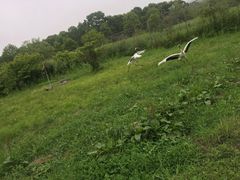 -钏路市丹顶鹤自然公园