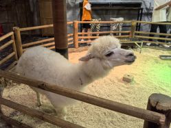 -Zoolung Zoolung动物主题公园(海信广场店)