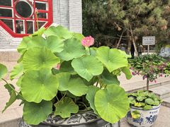 -哈尔滨极乐寺