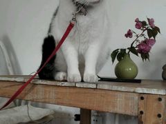 -海边的猫和咖啡馆