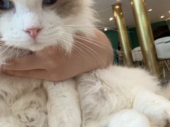 -飞行喵MR PILOT|猫舍·猫咖(静安大融城店)