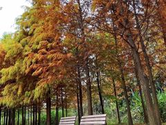 -上海长兴岛郊野公园