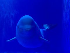 -多彩贵州城极地海洋世界