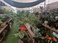 -龙大花卉苗木市场