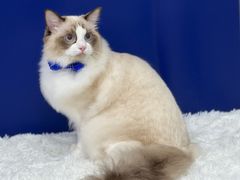 -爱洗澡的猫(天河路店)