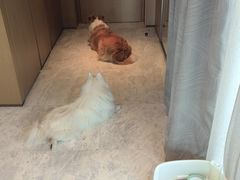 -深圳国际会展中心希尔顿酒店(前海华发冰雪世界店)