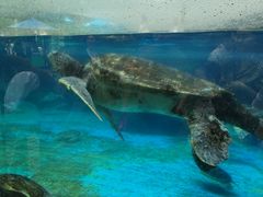 -海合安成都极地海洋公园